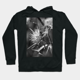 One seed head. Hoodie